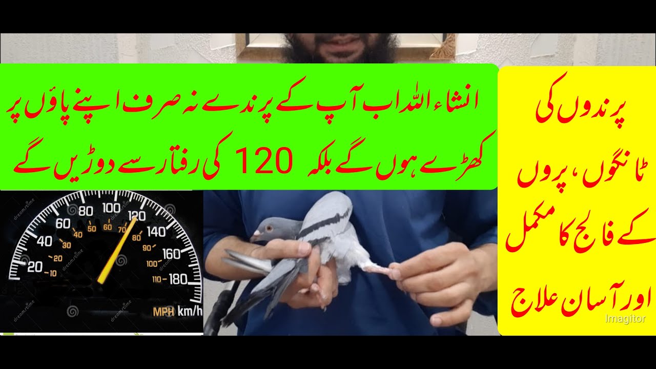 Paralysis treatment for birds'' legs, wings etc || Prindon ma falaj k attack kaa mukammal ilaj