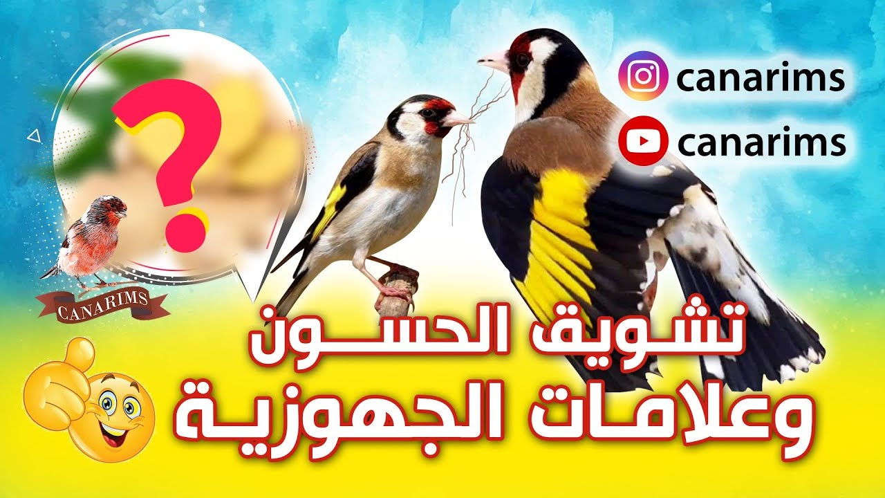 جهوزية الحسون لها علامات تعرف عليها و ساعد الحسون للوصول إليها موسم التزاوج على الابواب 💯💯💯