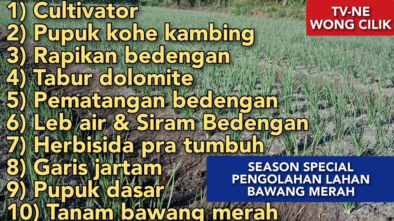 pengolahan lahan bawang merah dari nol sampai bisa tanam
