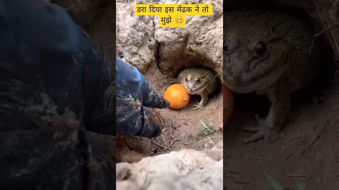डरा दिया इस मेंढक ने मुझे 🥴🥴#shorts #arnavaarvik #funny #viralvideo #holi #sofunny #viralreels #fun