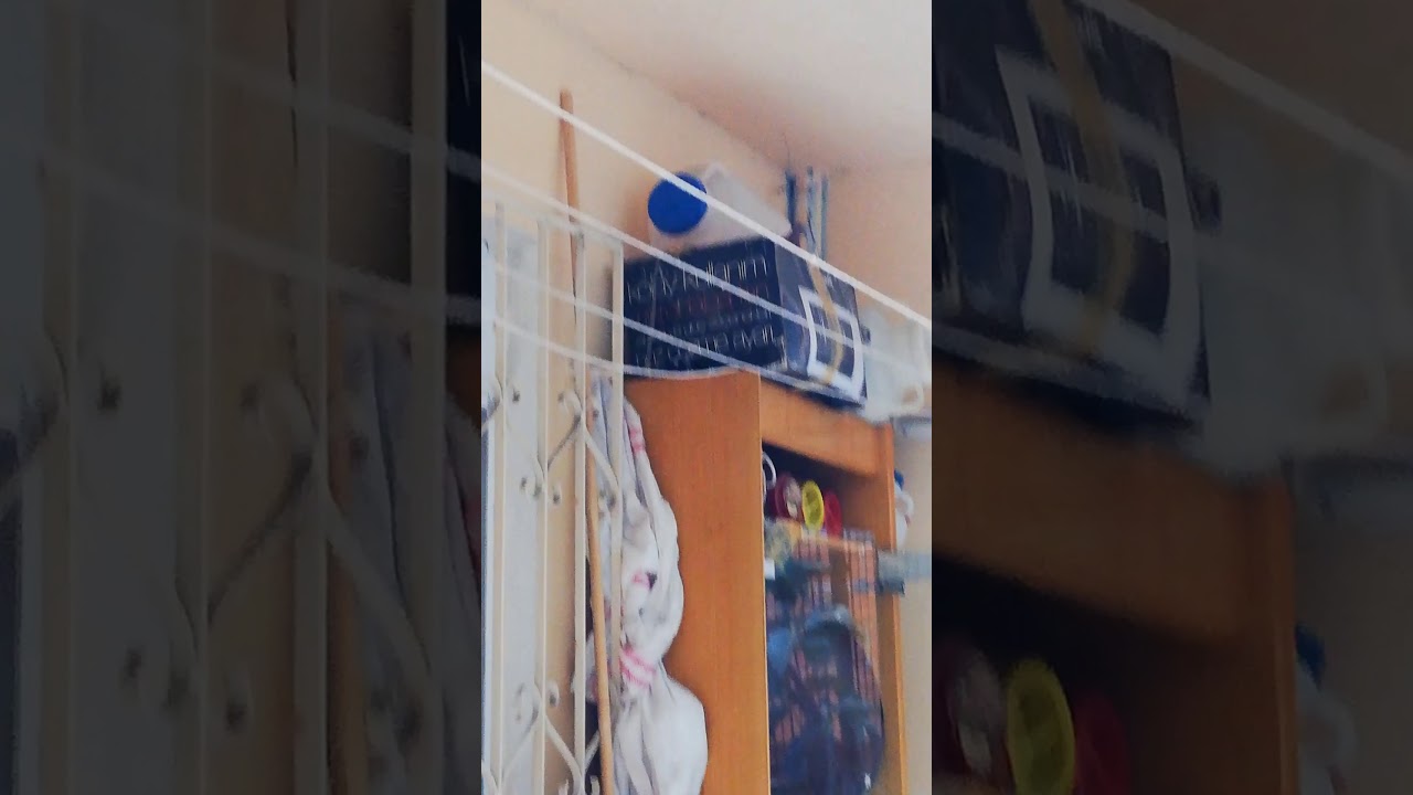 G&uuml;vwrcin balkana yuva yaptı altında 2 yumurta var