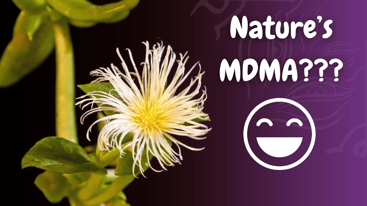 Kanna: The Mood-Boosting Plant You&rsquo;ve Never Heard Of (But Should)