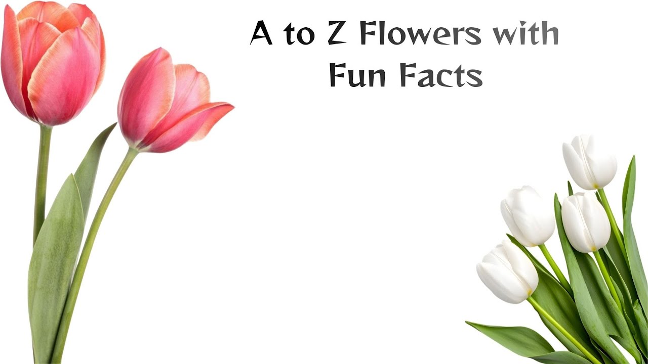 A to Z flowers with Fun Facts