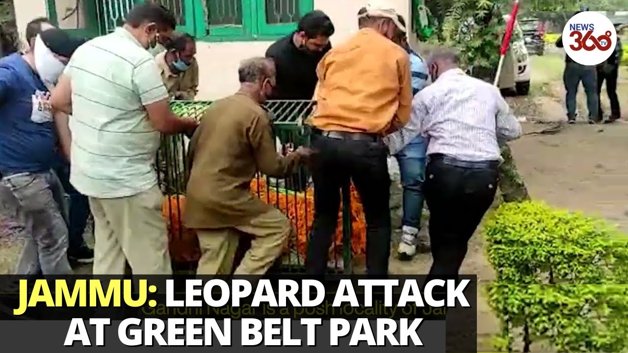 Jammu: 3 Injured After Leopard attack at Green Belt Park, Gandhi Nagar - News 360 Tv