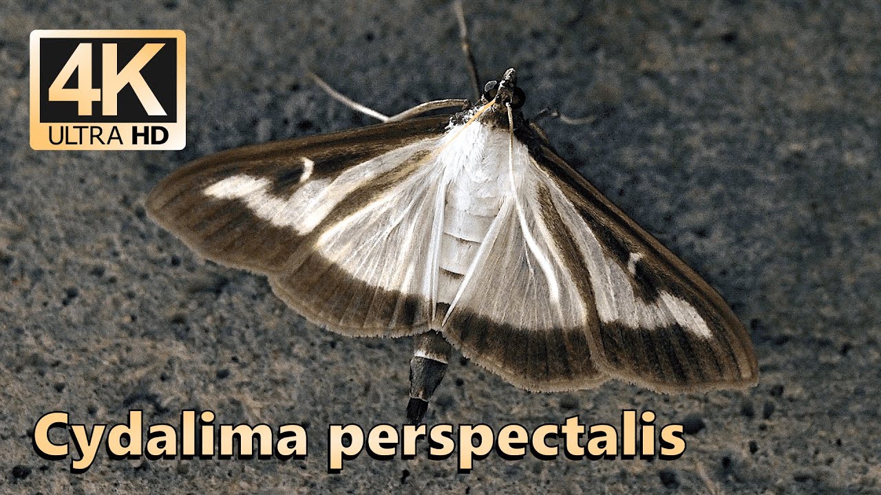 Box tree moth (Cydalima perspectalis)
