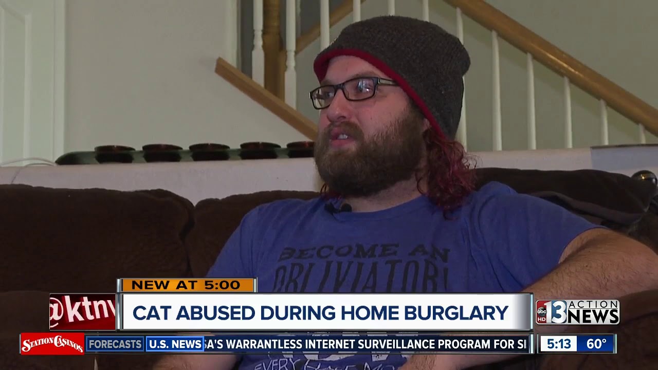 Cat attacked during home burglary