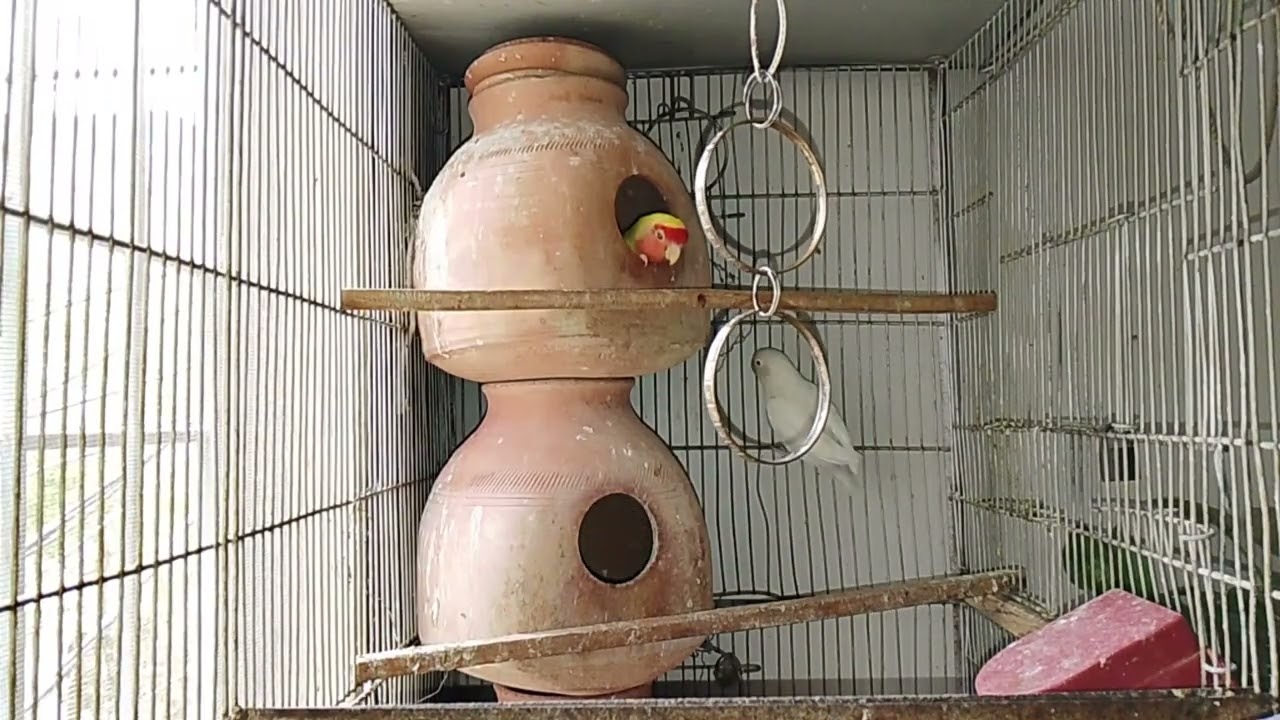 Lucky Lovebirds daily amazing moments forever 🥳🦜🐦🕊️