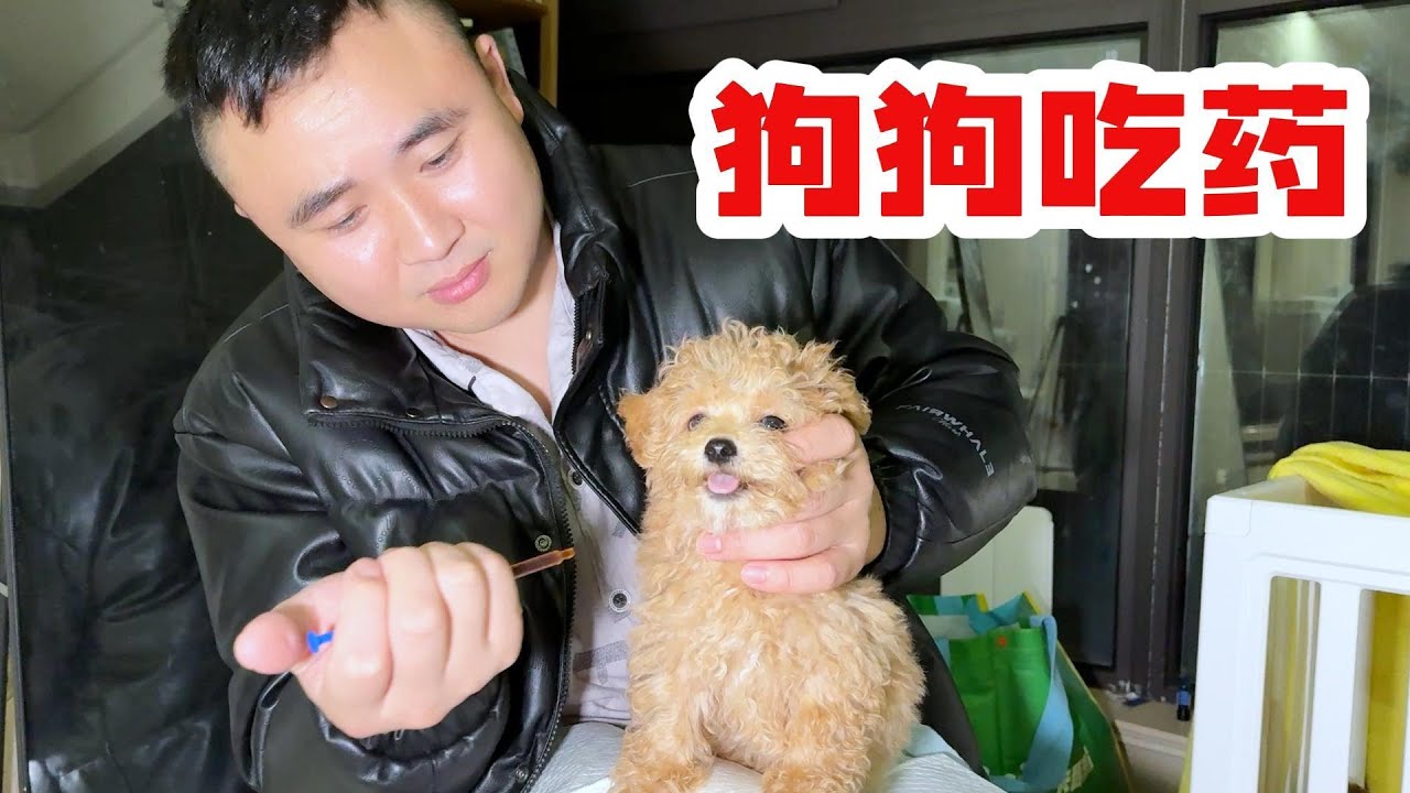 狗狗又生病了，哎，真是操碎了心啊