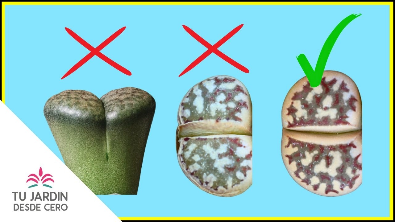 🌞 &iquest;Qu&eacute; LUZ necesita un Lithops? | Iluminaci&oacute;n de los LITHOPS