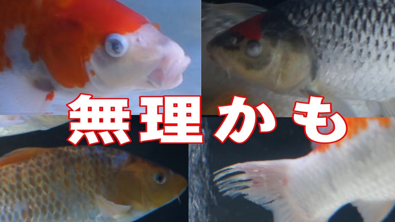 【錦鯉】水槽飼育は難しいかも