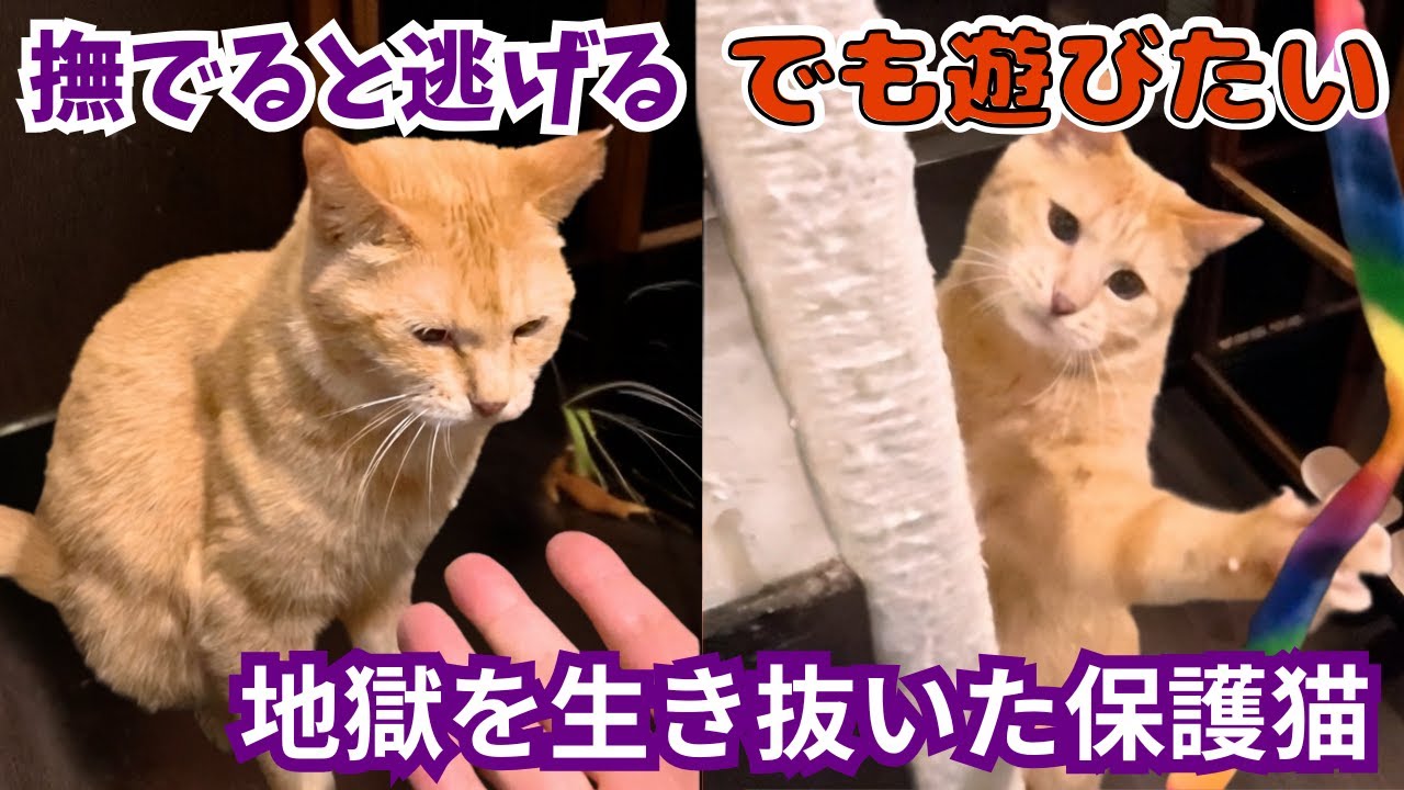 １００匹の多頭飼育崩壊の地獄から救われた茶トラ女子。手は怖いけど…おもちゃに全力で遊ぶ姿に涙（保護猫カフェcalm）Red tabby cat rescued from animal hoarding