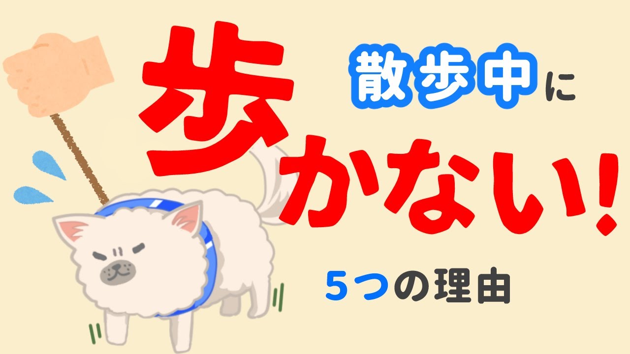 犬が散歩で歩かない！急に立ち止まる5つの理由