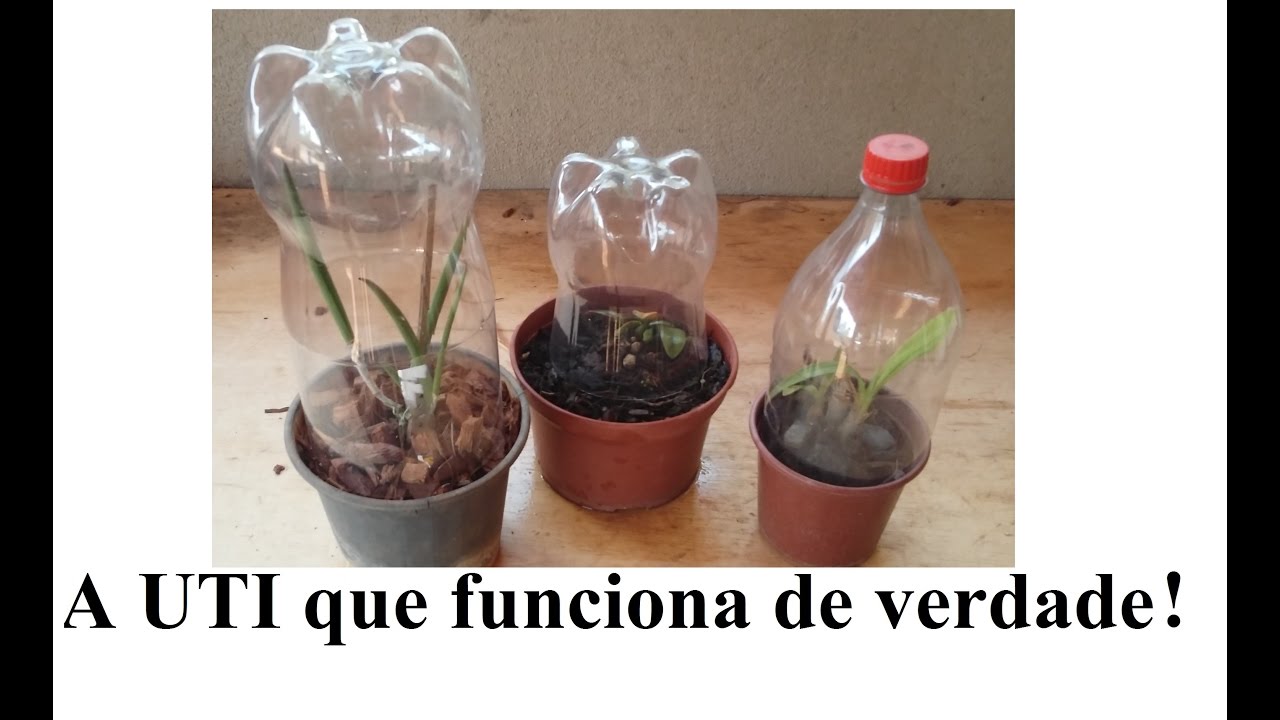 UTI para recuperar orquídeas