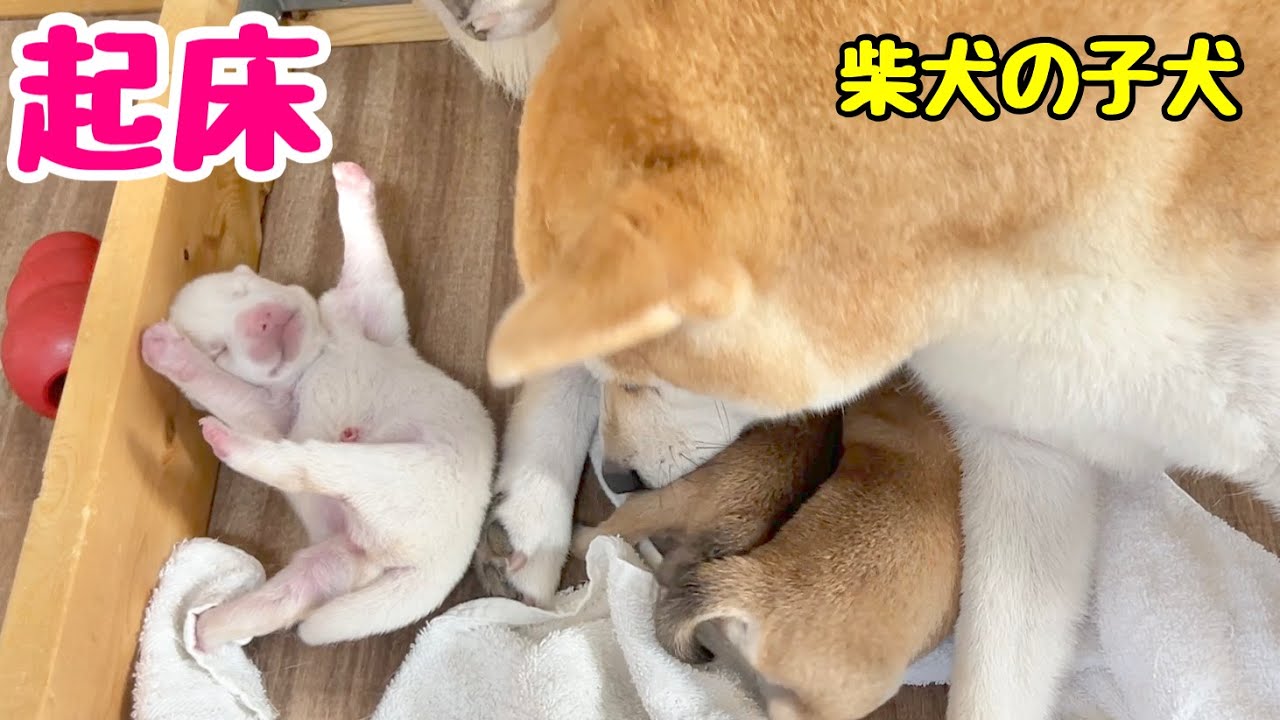 【柴犬 子犬】元気よく起きてミルクを飲みに行く子犬はこちら