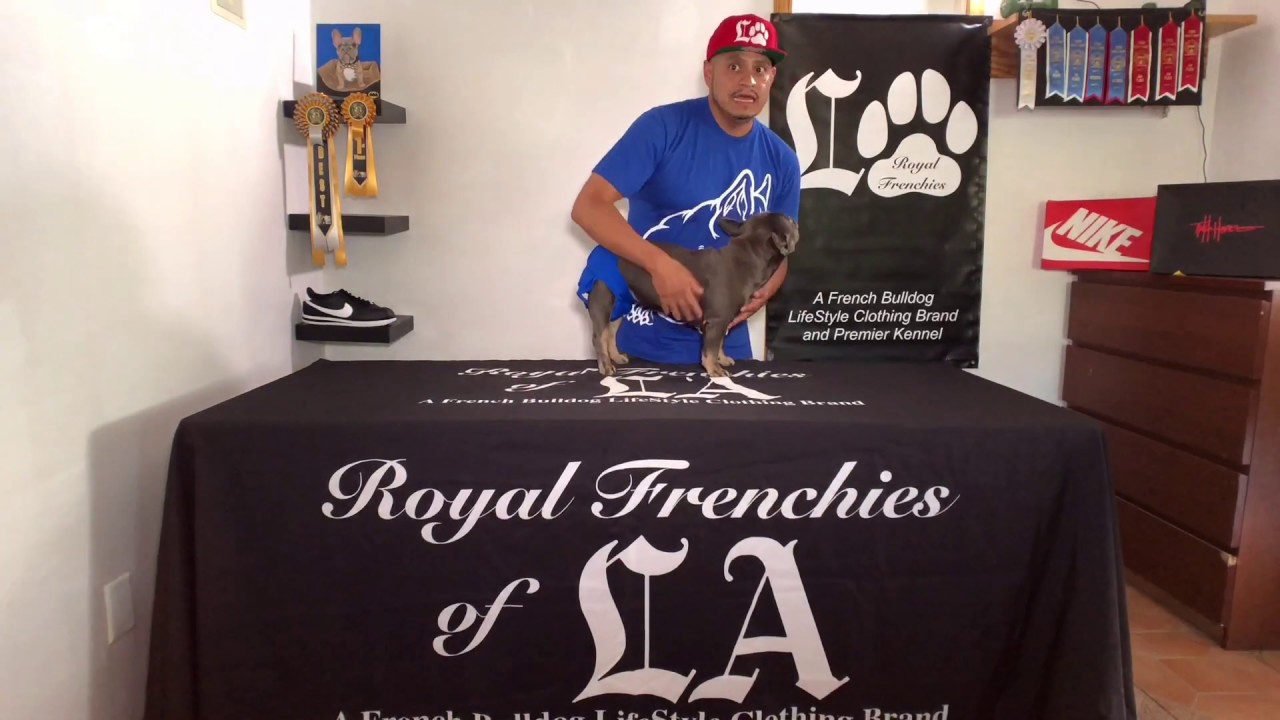 French Bulldog Puppies - part 1- progesterone test