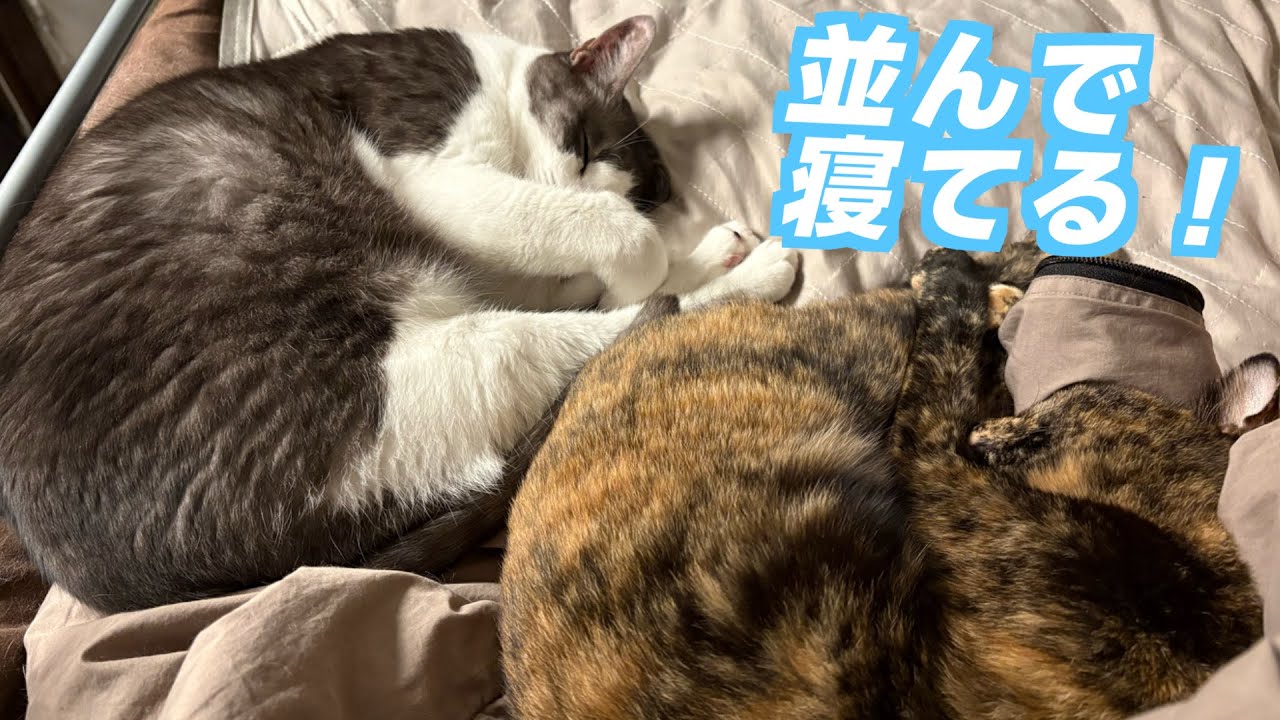3猫のわちゃわちゃな日常　20251115