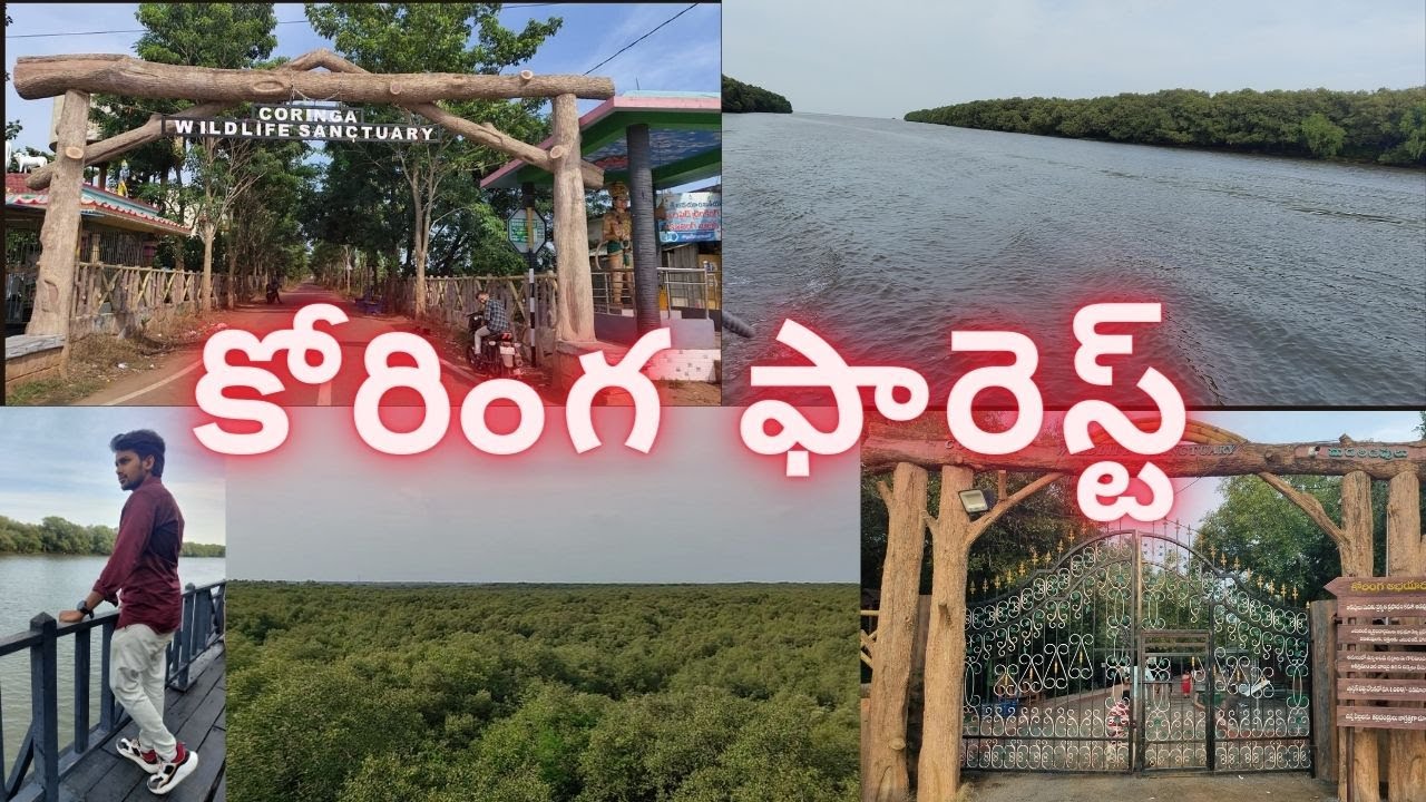 Coringa Forest near Kakinada || Coringa Wildlife Sanctuary || Korangi Forest in Chollangi