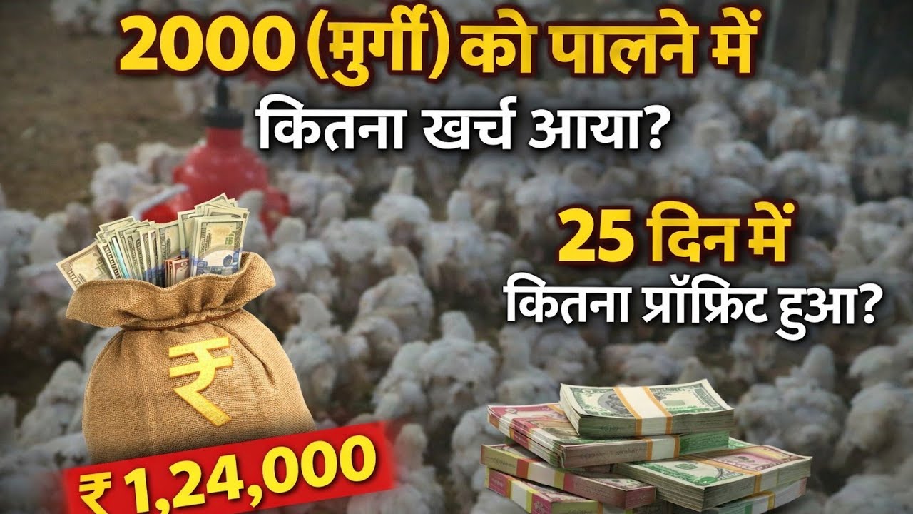📊 2000 मुर्गों का रियल प्रॉफिट | 25 दिन का पूरा खर्च और मुनाफा