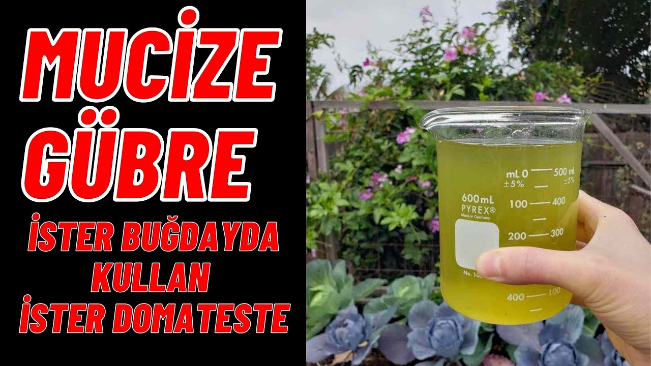 MUCİZE GÜBRE YAPIMI İSTER BUĞDAYDA KULLAN İSTER DOMATESTE İSTERSEN BAĞ, MEYVE AĞACI, FINDIK