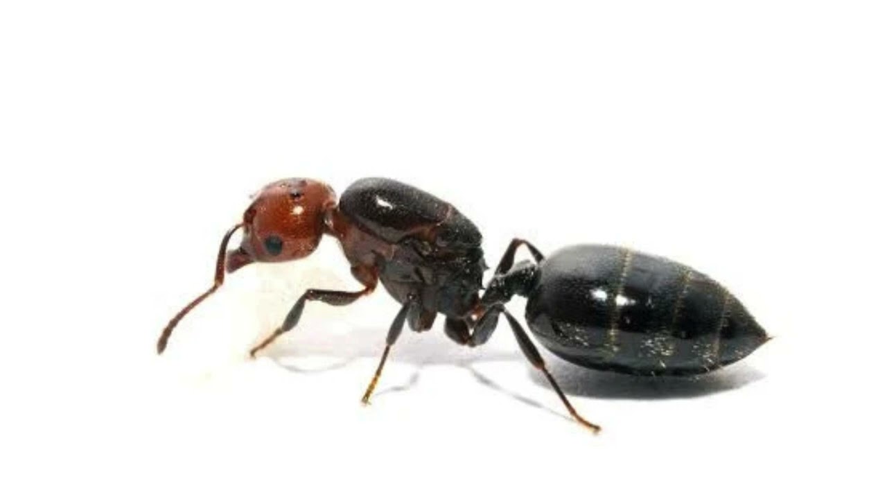 Todo sobre las Crematogaster scutellaris