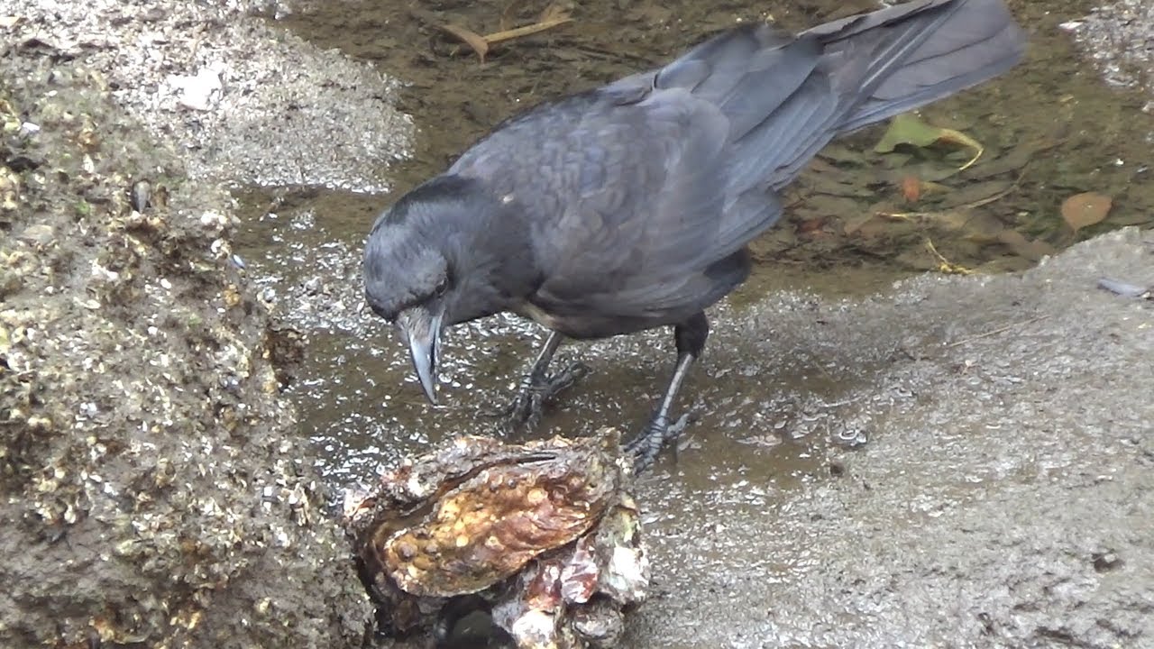 Carrion Crow ( Corvus corone ) Capture a hiding fish in May 2024