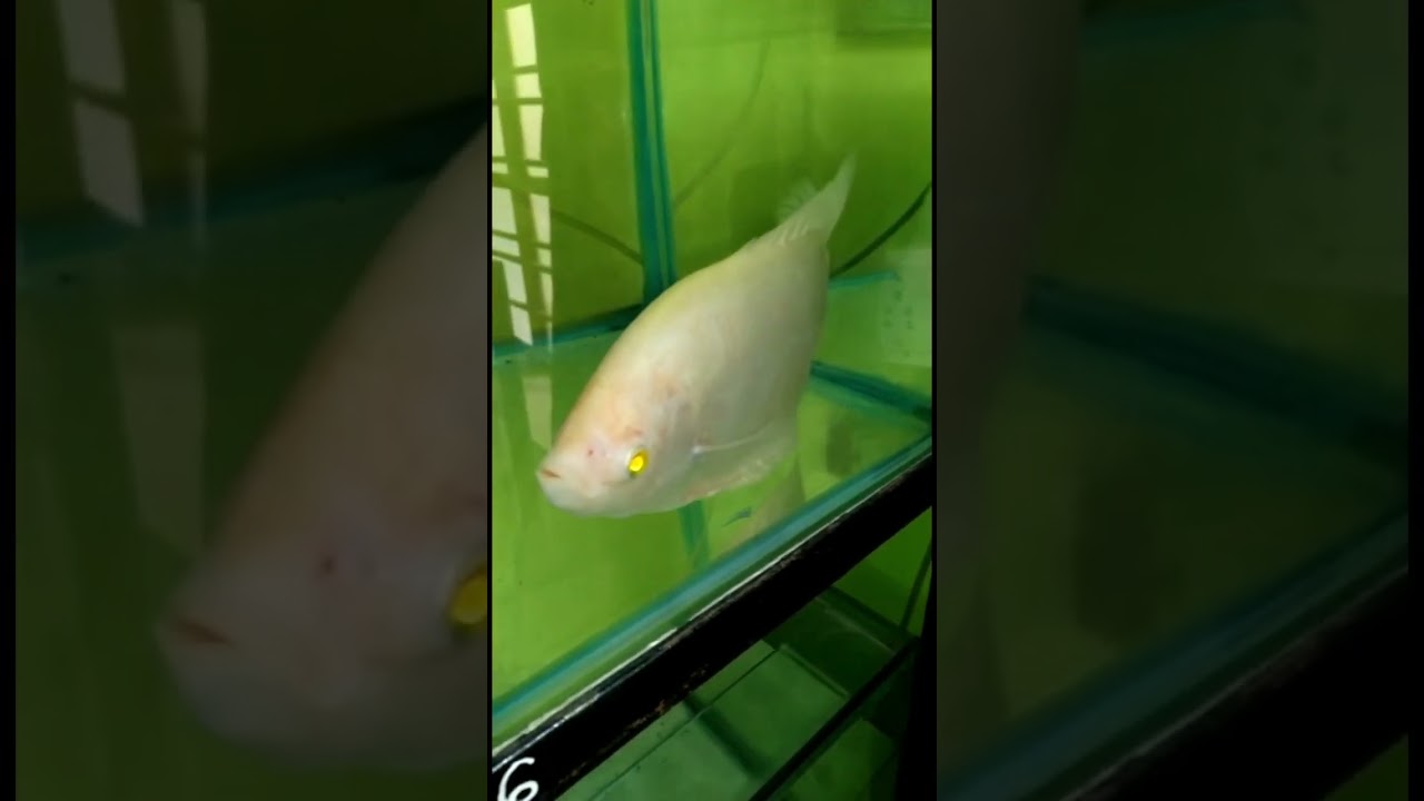 Gaint gourami # new fish add my tank 