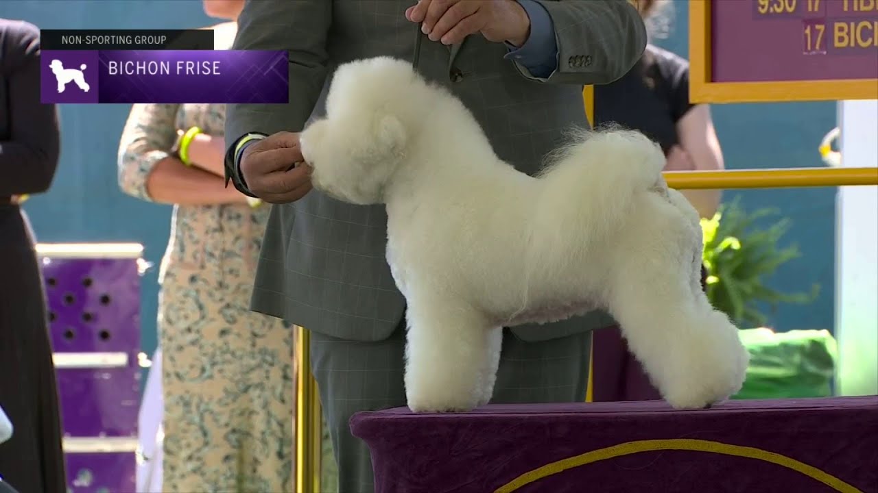 Bichons Frises | Breed Judging 2023