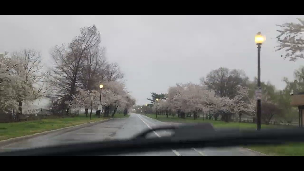 Cherry blossoms glowing in the rain along East Potomac Park’s scenic drive(చెర్రీ పువ్వులు)E00