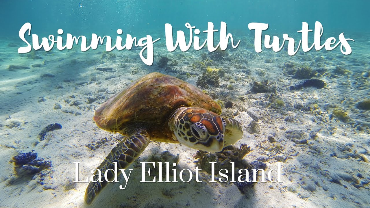 Swimming With Turtles at Lady Elliot Island - Bucket List Experience