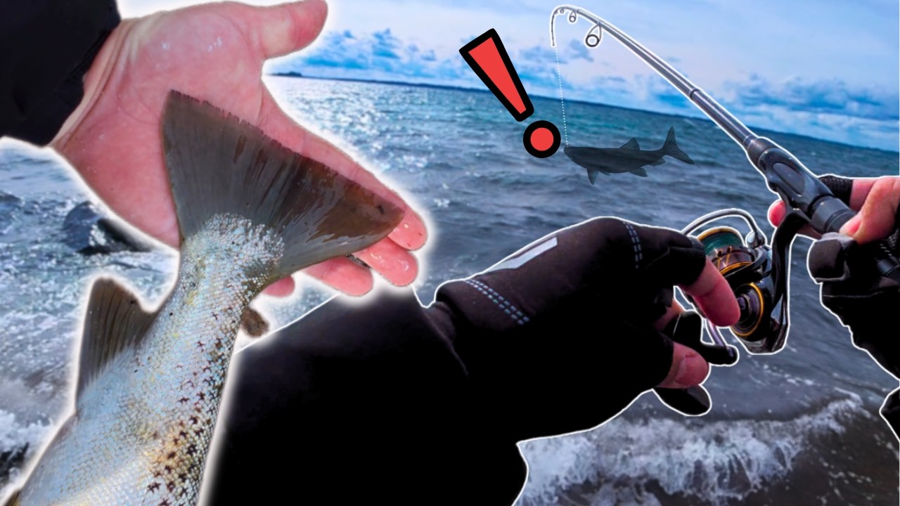 Riesen-MEFO HÄNGT im Kraut!😱 Drill meines Lebens!🔥