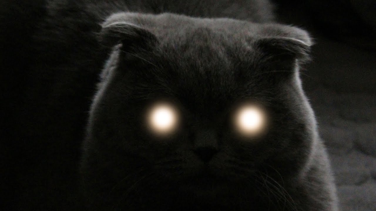 How Mammals Evolved Eyes that Glow in the Dark