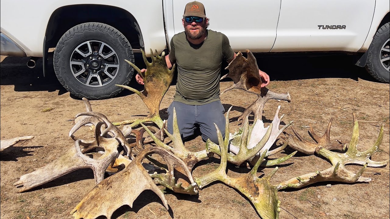 Epic spring time SHED HUNTING in the moose woods!