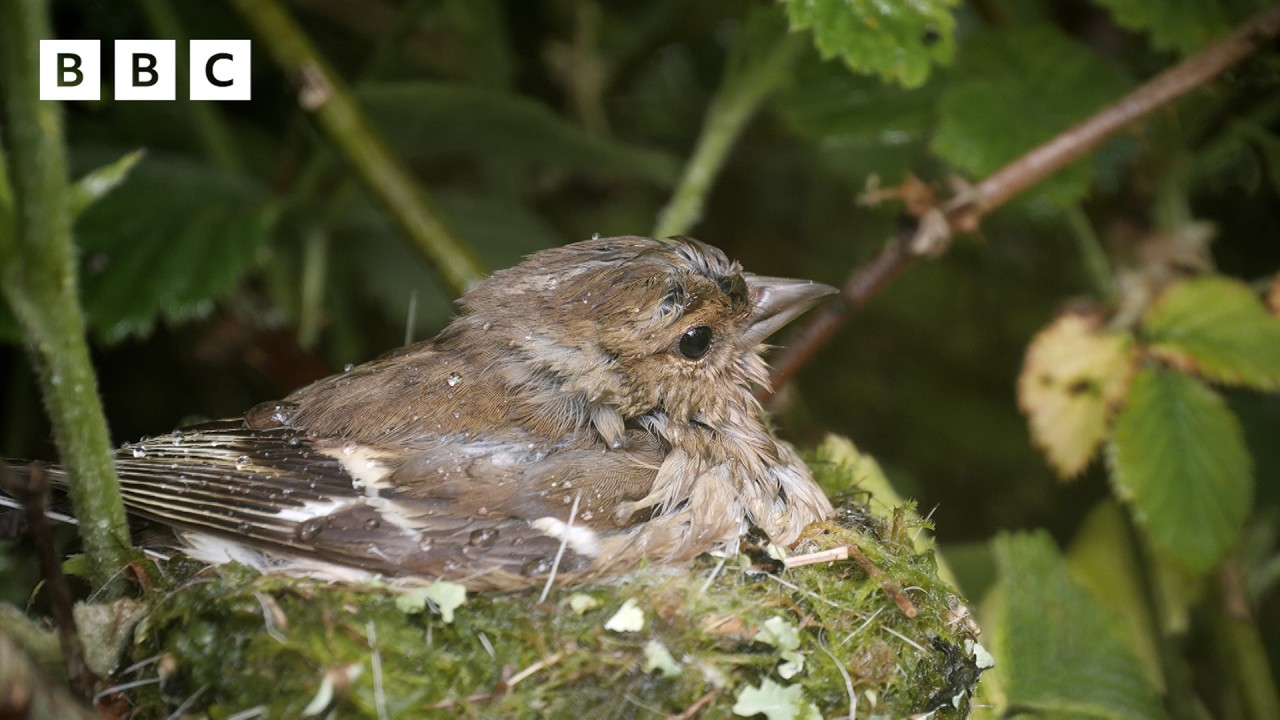 🔴 LIVE wildlife cameras 🌿 7 June 🐦 BBC Springwatch 2026