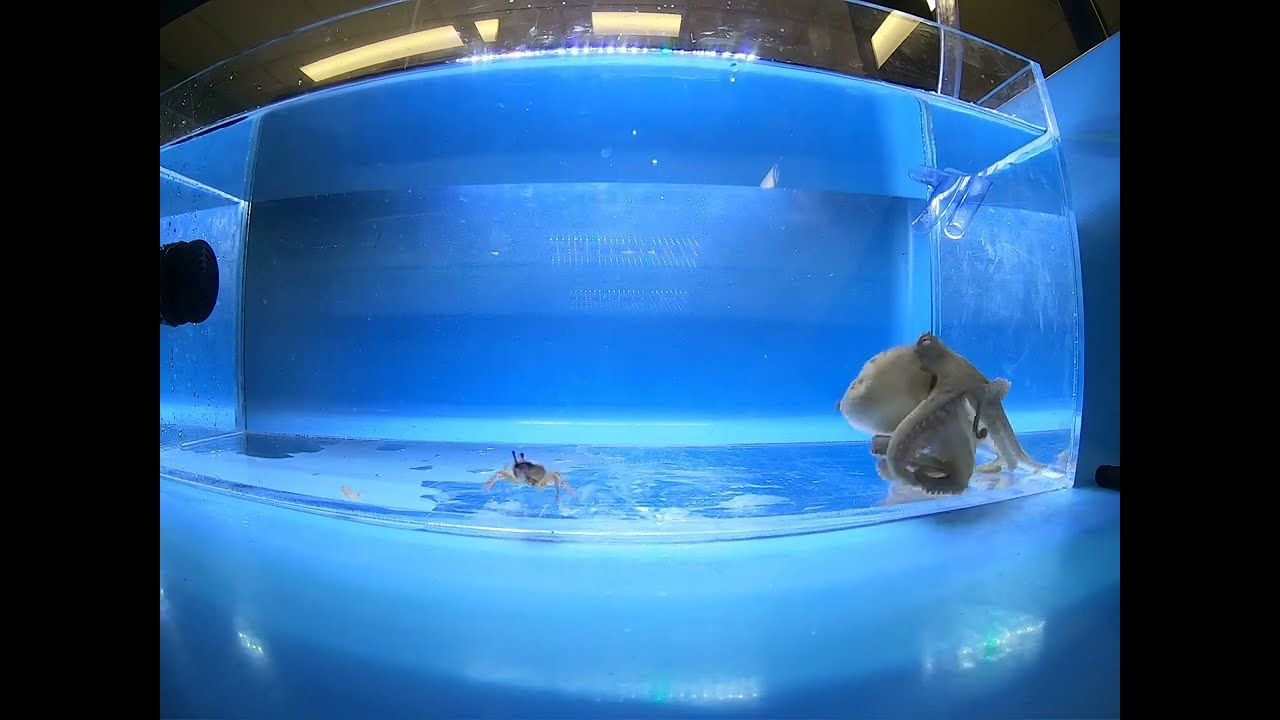 Octopus Hunt