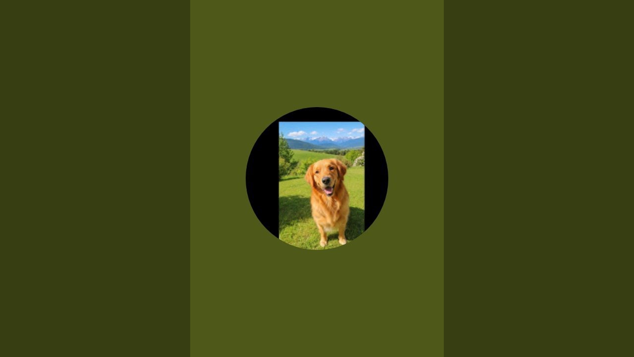 😘Golden retriever as my love is live!