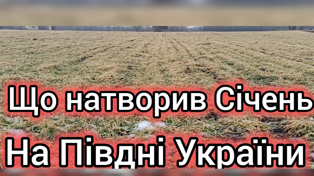 28.01.26. Січень місяць,як він потріпав нерви південним фермерам.