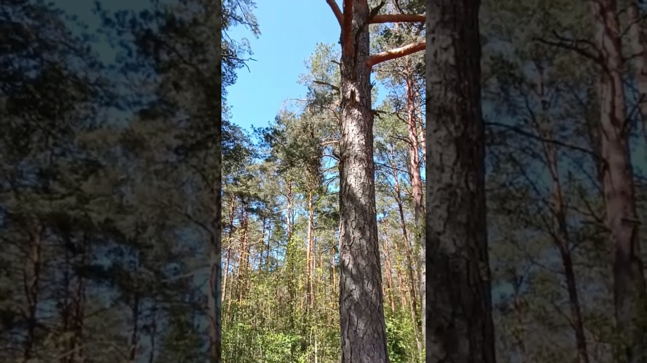 СНТ Кебь уч. 309