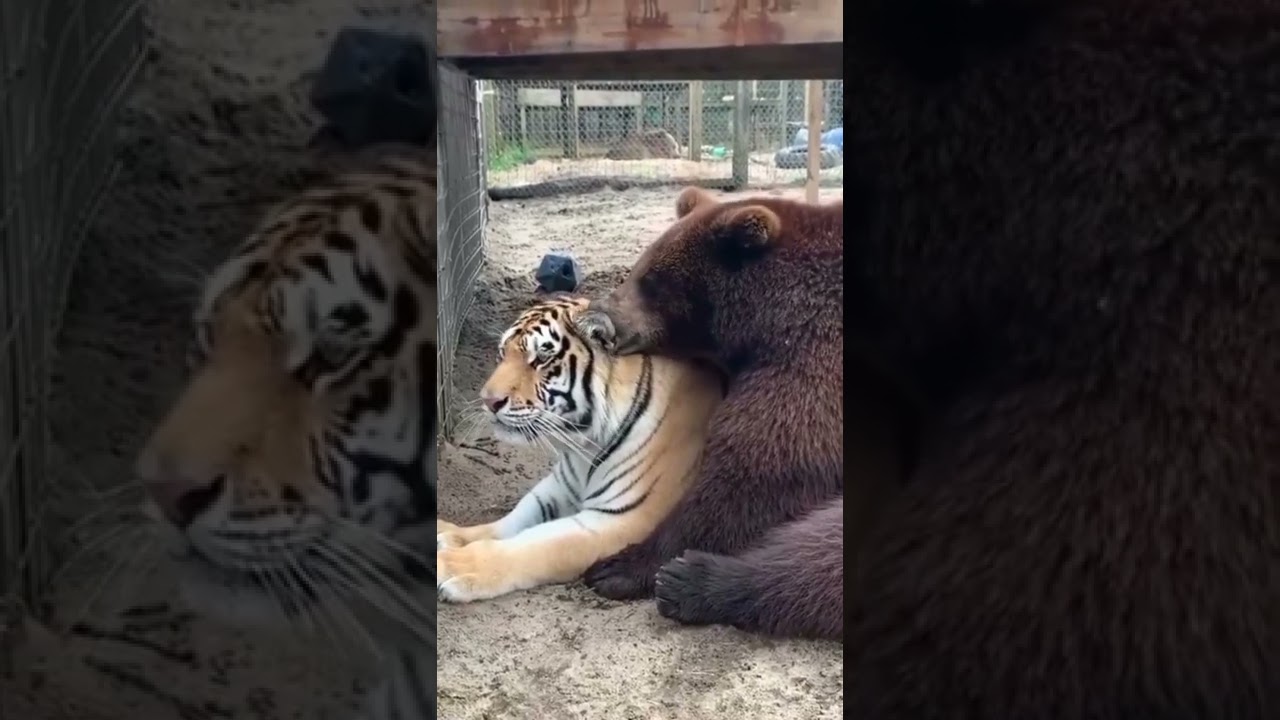 Funny Bears Video Compilation