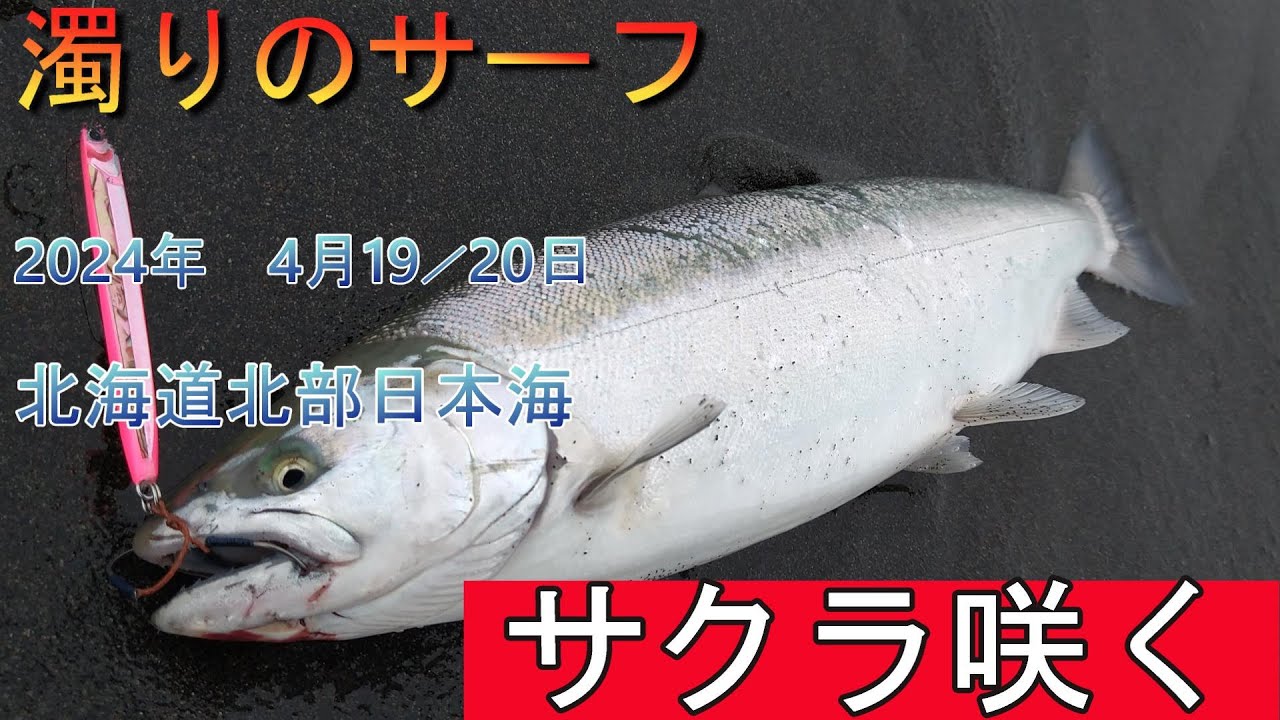 濁りの海、ランガンで海アメマス、サクラマスを狙う