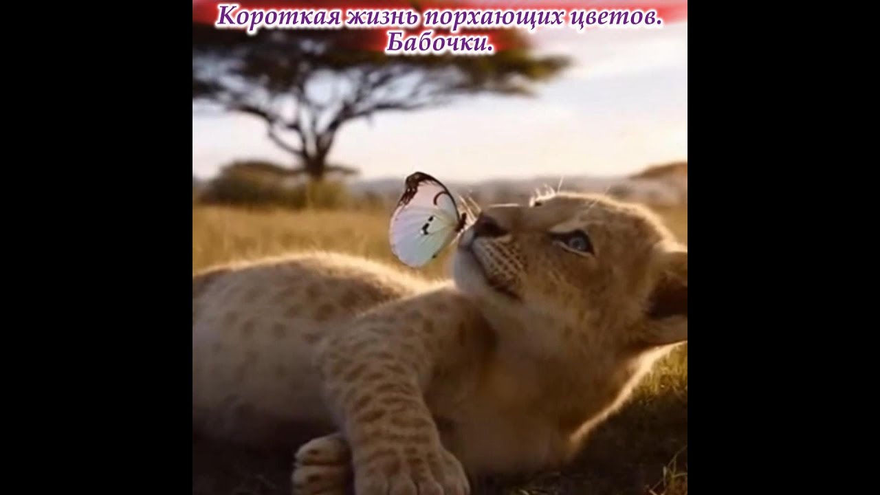 Короткая жизнь летающих цветов. Бабочки. Премьера трека!
