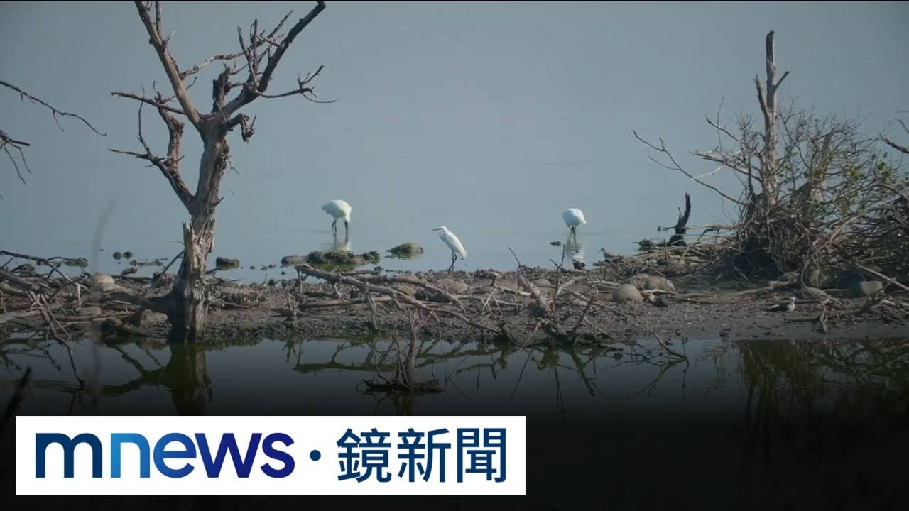 承諾與動物共好！　生態標章下的永續行動｜#鏡新聞