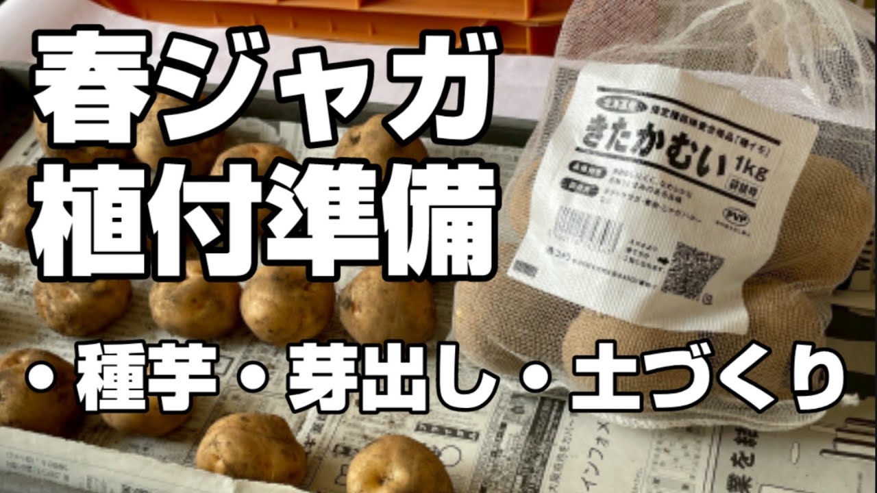 【春じゃがいも】失敗しないための植え付け準備！！！　①種芋の品種  ②土づくり、芽出し ③植付時期　についてポイント解説！キタアカリ、きたかむい、家庭菜園や農園でじゃがいも栽培【ジャガイモ育て方】