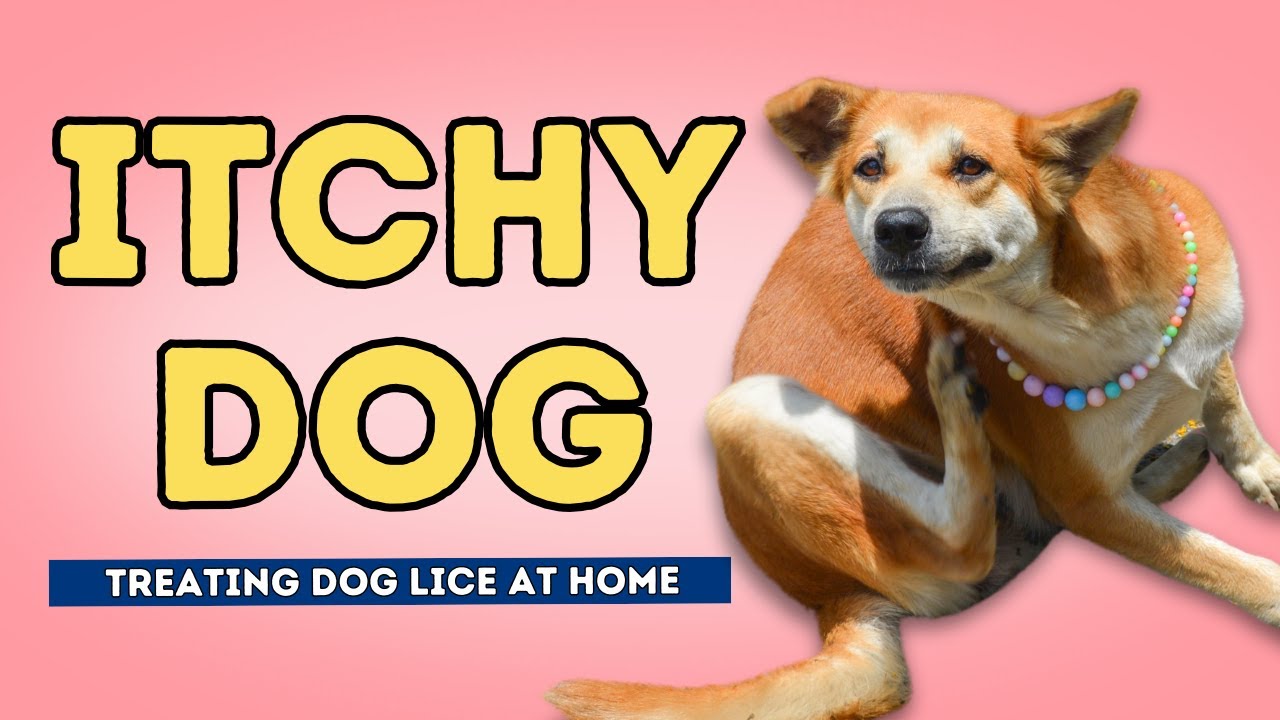Itchy Dog?  She May Have Lice!