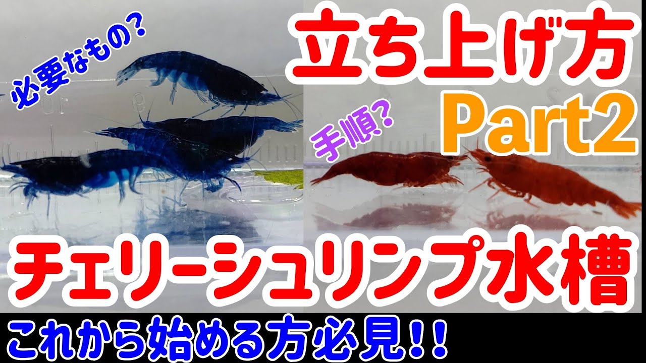 【アクアリウム】チェリーシュリンプ水槽立ち上げPart2 60cm水槽3本同時立ち上げします！