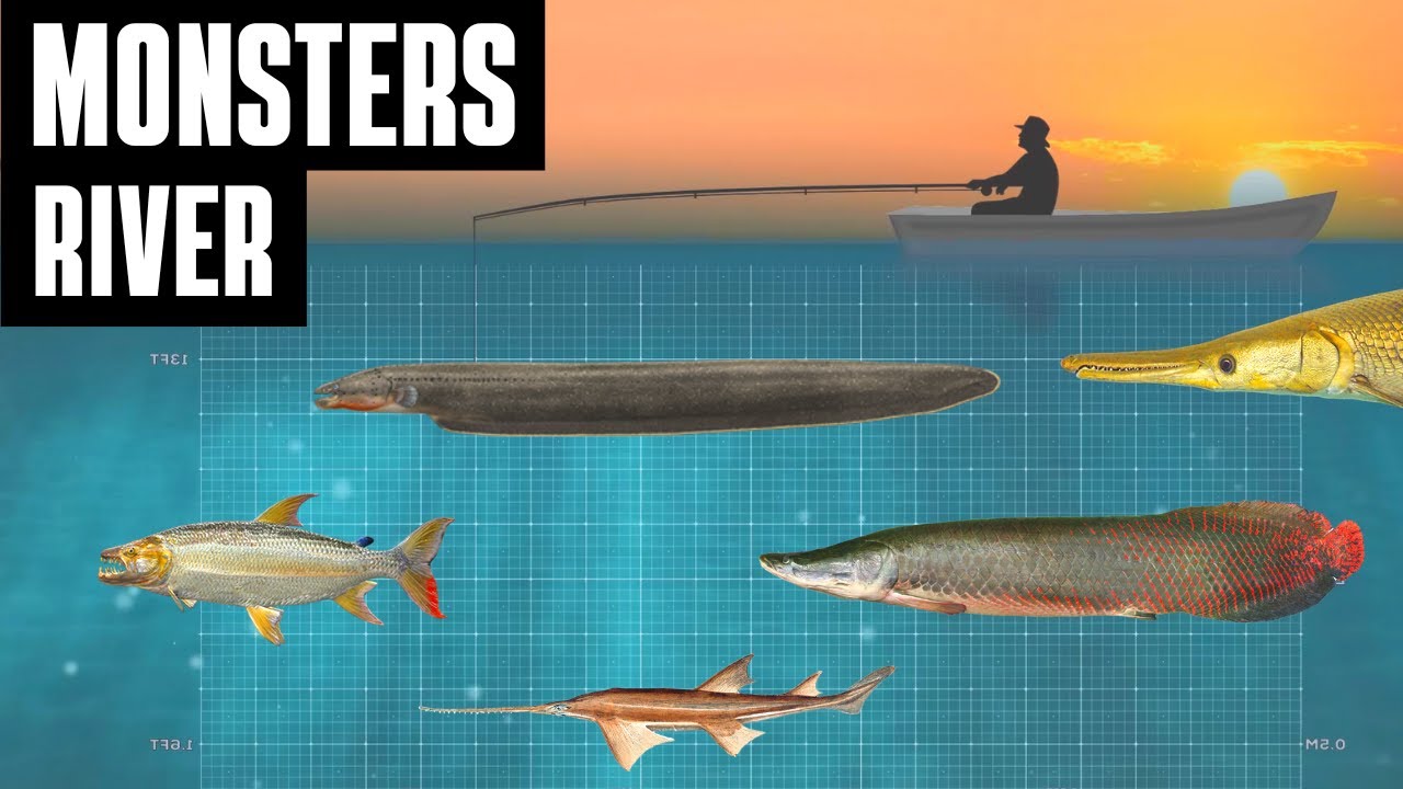 Largest River Monster Fish | Size Comparison