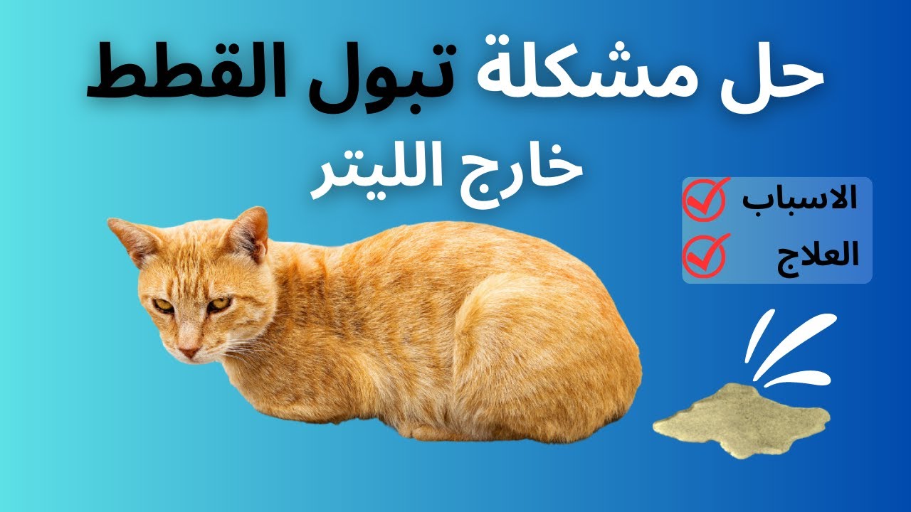 حل مشكلة تبول القطط خارج الليتر | الاسباب و طرق العلاج