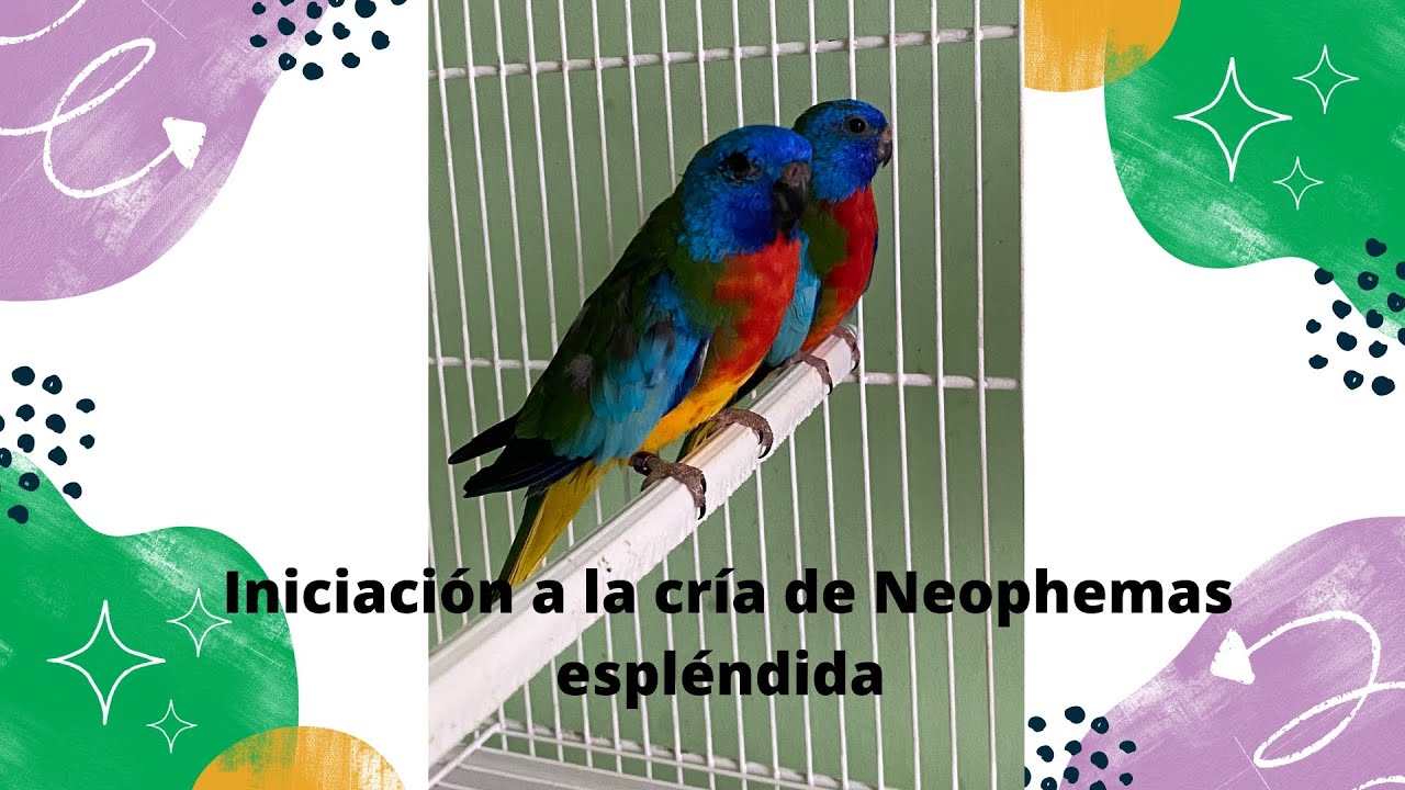 Nos iniciamos con las Neophemas ||Os presento la primera pareja :)