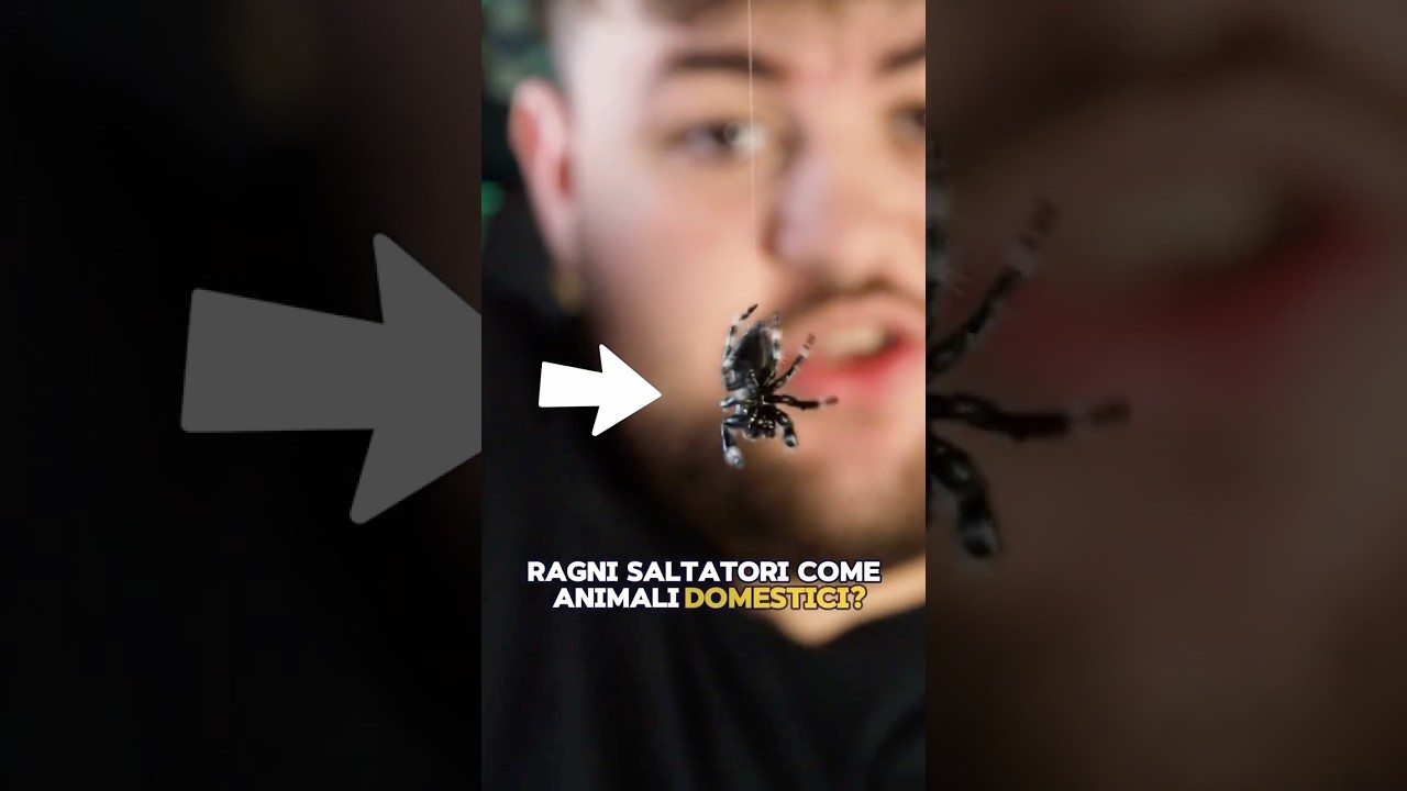RAGNI SALTATORI COME ANIMALI DOMESTICI! #jumpingspiders #ragni #jumpingspider #terrario