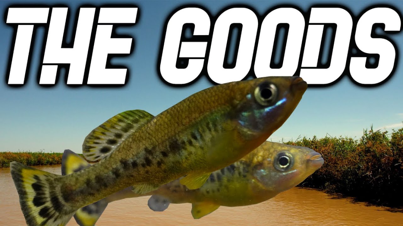 Trout Goodeids Care Guide