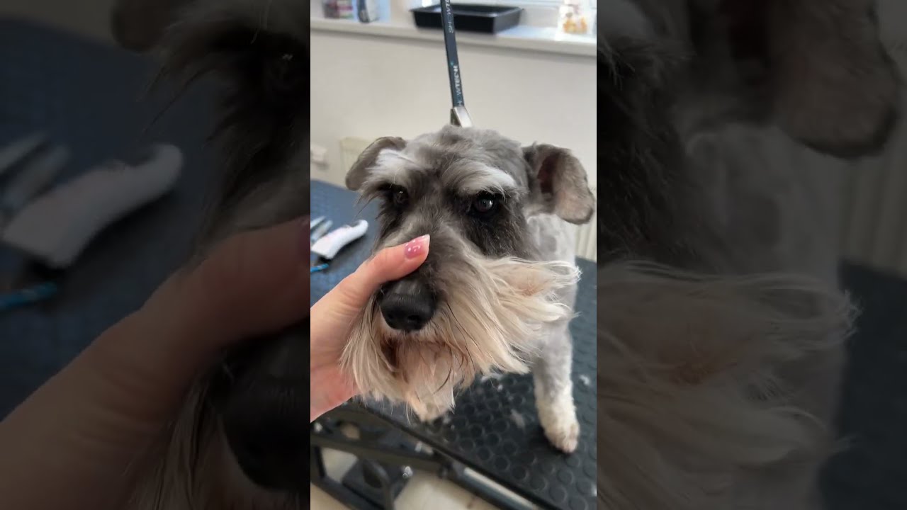 How I groom a Schnauzer pet trim!